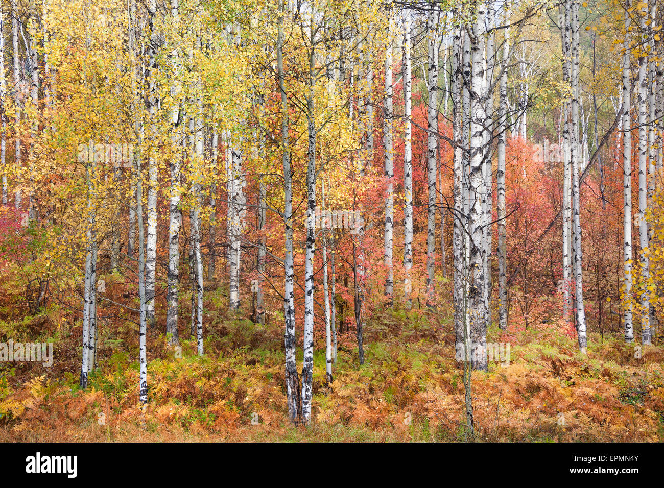 I colori dell'autunno nelle montagne Wasatch. Foreste di Aspen e acero. Foto Stock