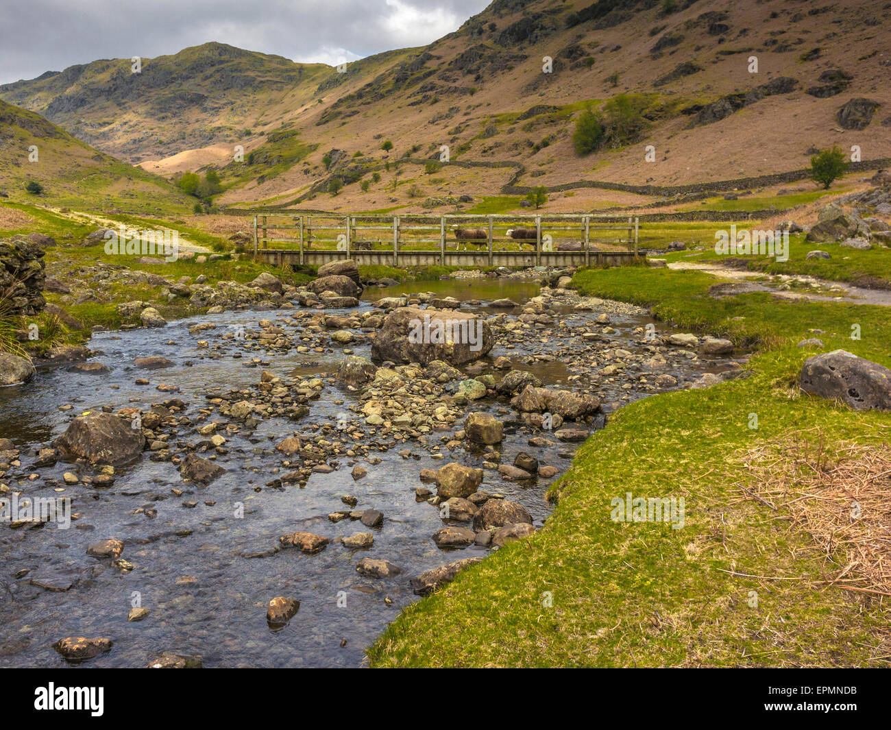 Contea inglese paesaggio - lungi Easedale Gill Ft. Herdwick ovini Foto Stock