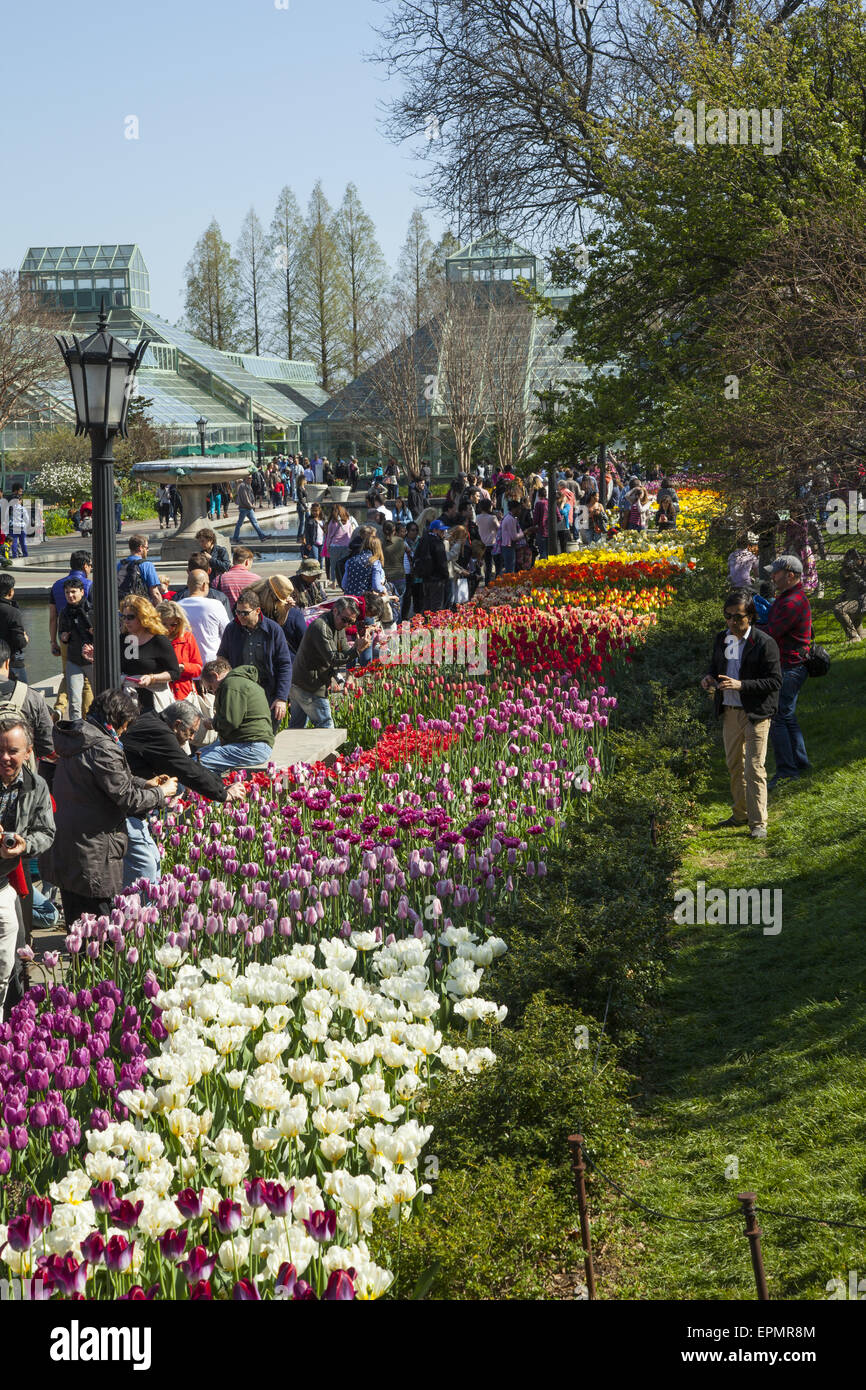 Ci sono sempre folle a Brooklyn Botanic Garden in primavera abbagliato dalla esplosione di colore. Tulip giardino lungo il plaza Foto Stock
