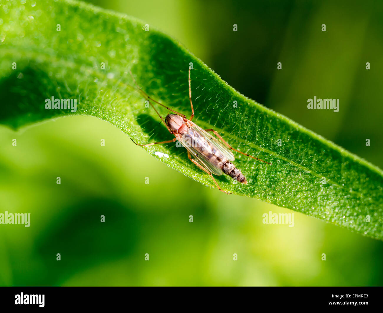 Strane Bud - Piccolo Foto Stock
