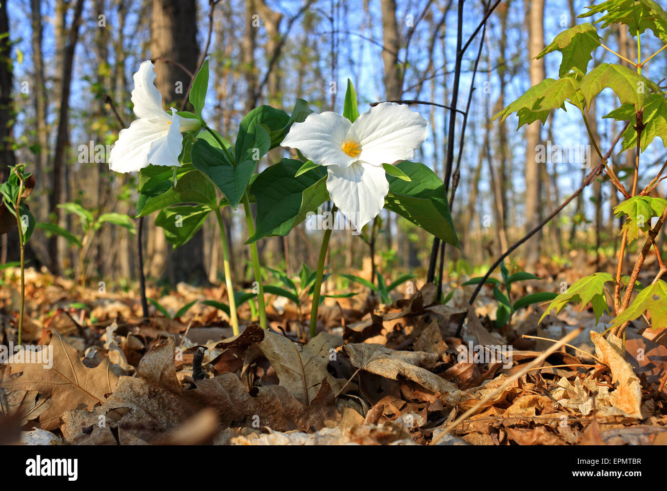 White trillium, latino: Trillium grandiflorum, aka Wake Robin, sul terreno forestale nel bosco a Bronte Creek Provincial Park. Whi Foto Stock