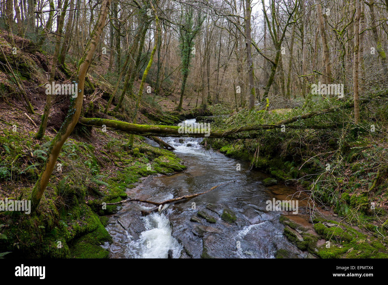 Albero caduto oltre il torrente vicino Erwood, Wye Valley, Powys, Mid Wales, Regno Unito Foto Stock
