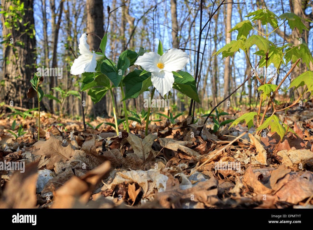 White trillium, latino: Trillium grandiflorum, aka Wake Robin, sul terreno forestale nel bosco a Bronte Creek Provincial Park. Whi Foto Stock