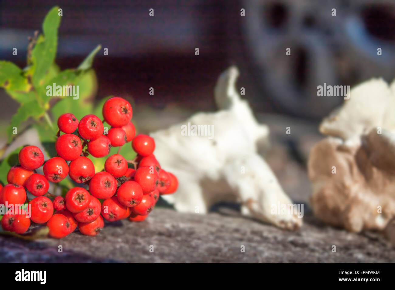 Red rowan di bacche e di un bianco di funghi polyphore Foto Stock