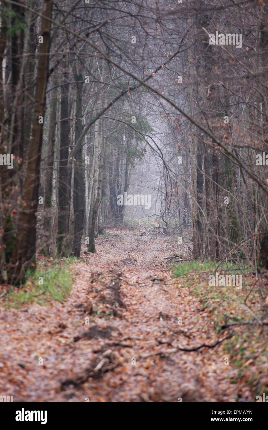 Bella foresta di autunno in Russia centrale con sfocata primo piano Foto Stock