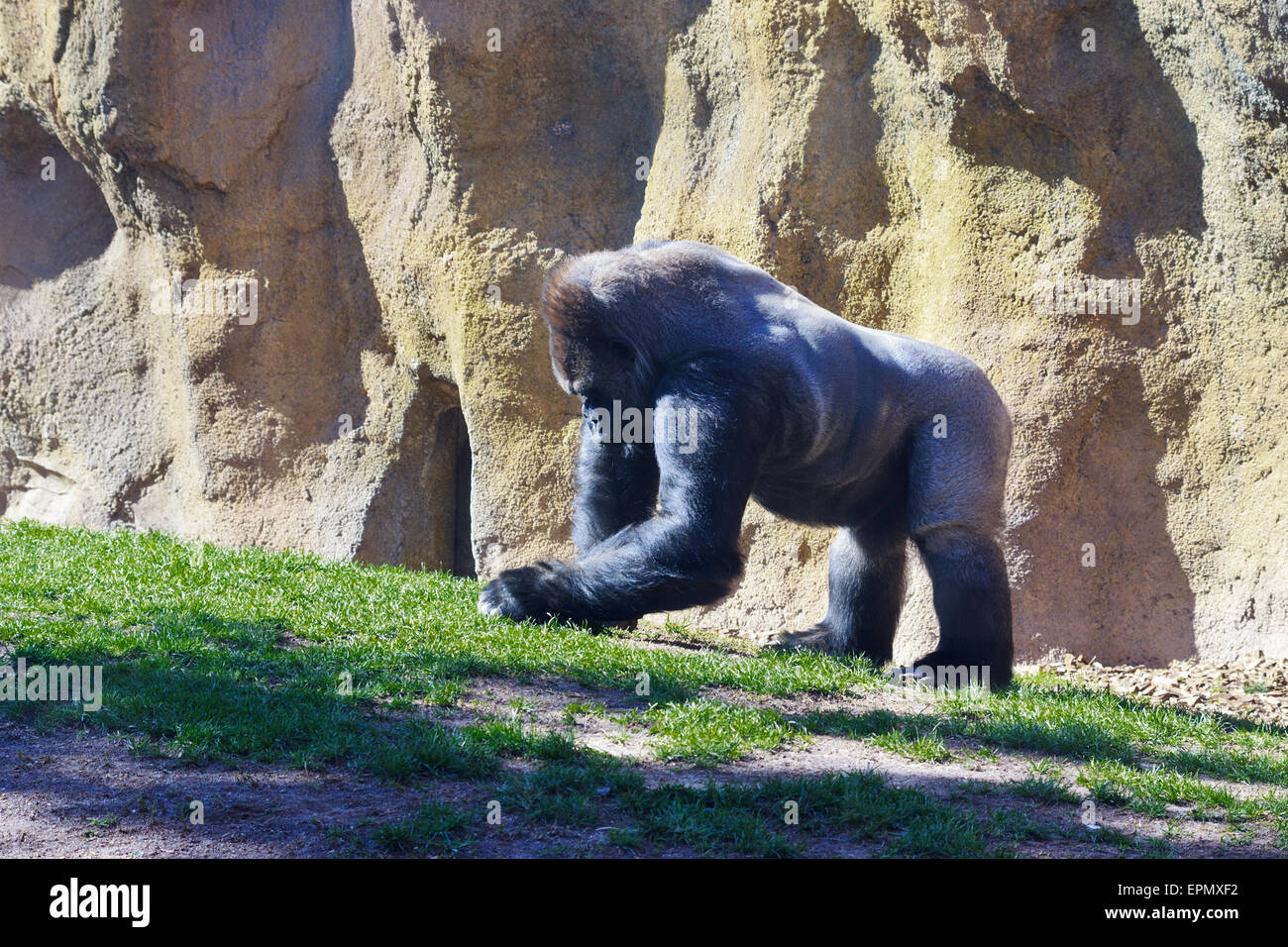 Argento torna Gorilla presso il Bioparco di Valencia Foto Stock