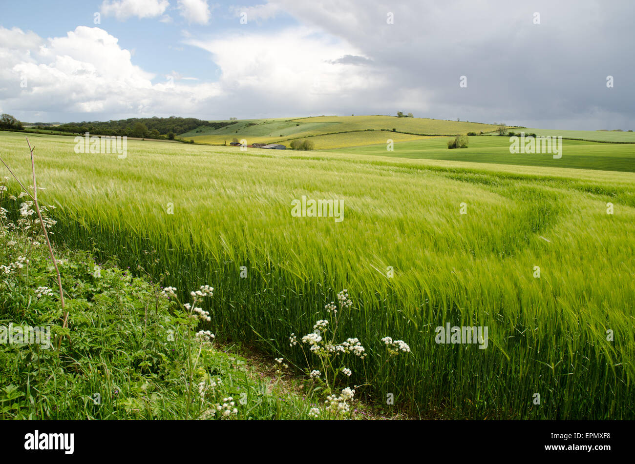 Paesaggio in Dorset con cornfields verde e cielo tempestoso in tarda primavera Foto Stock