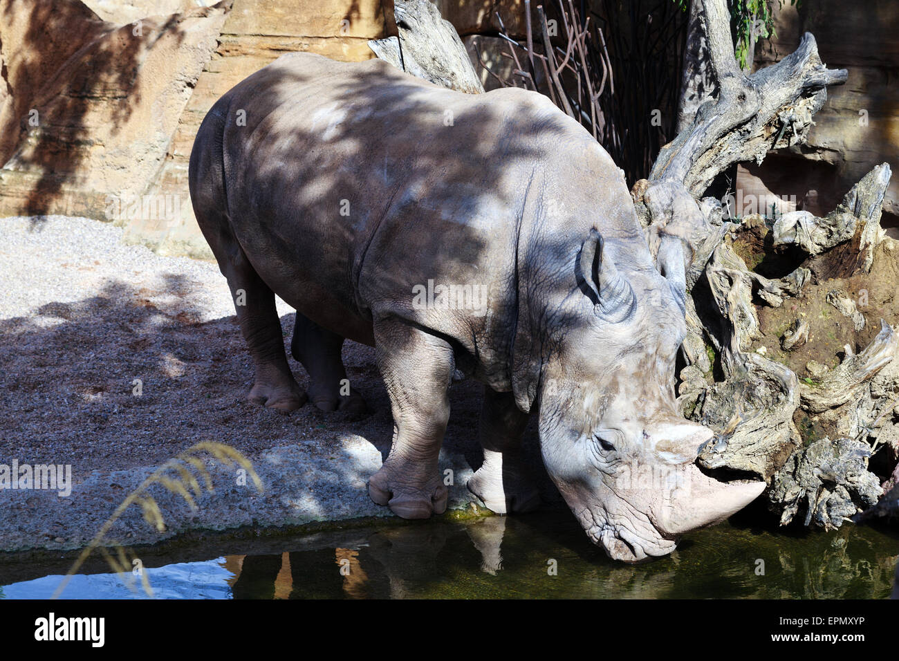 Rinoceronte presso il Bioparco di Valenza Foto Stock
