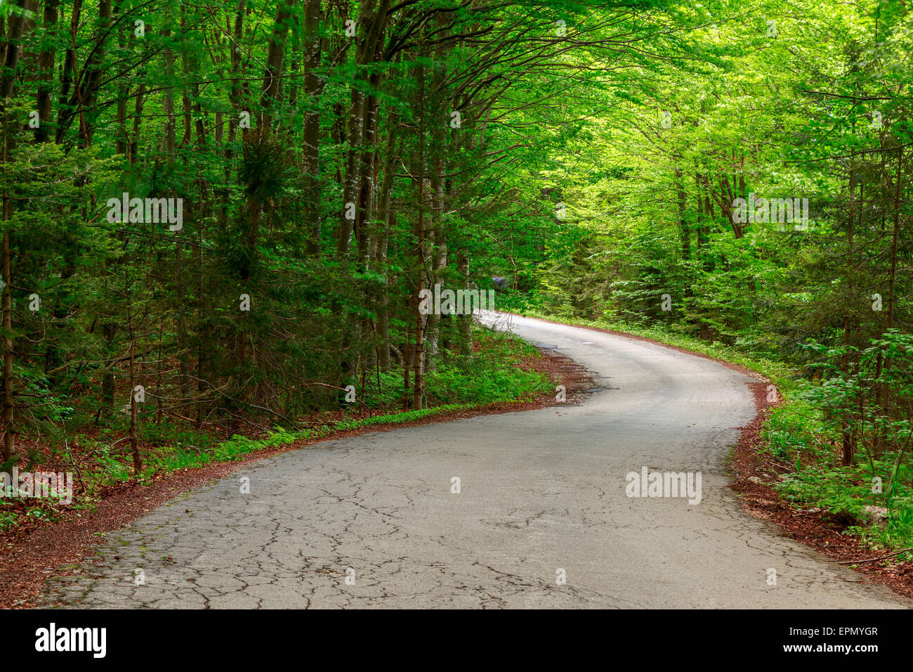 Verde bosco con percorso in sprintime in Ungheria Foto Stock
