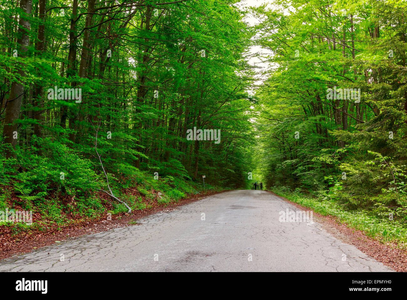 Verde bosco con percorso in sprintime in Ungheria Foto Stock