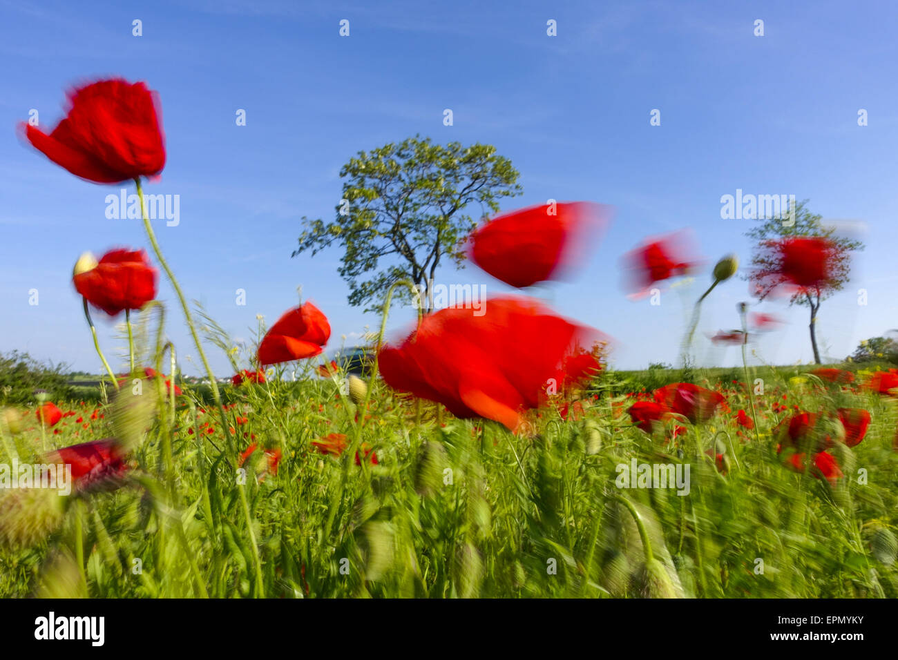 Rosso papavero (Papaver rhoeas), Neusiedl am See, Burgenland, Austria, Neusiedlersee Seewinkel Foto Stock