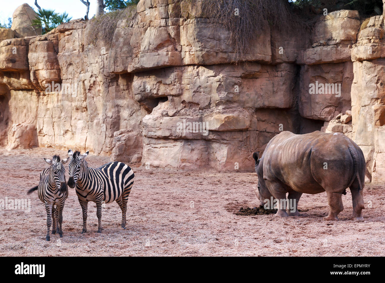 Coppia di zebre e un rinoceronte al Bioparco di Valenza Foto Stock