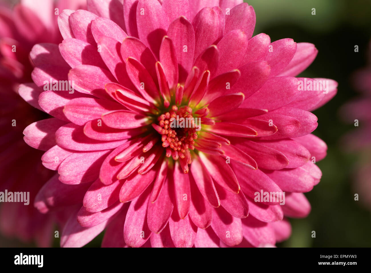 Bella rosa rossa decorativo Fiore Dahlia da giardino close up macro bloom Foto Stock