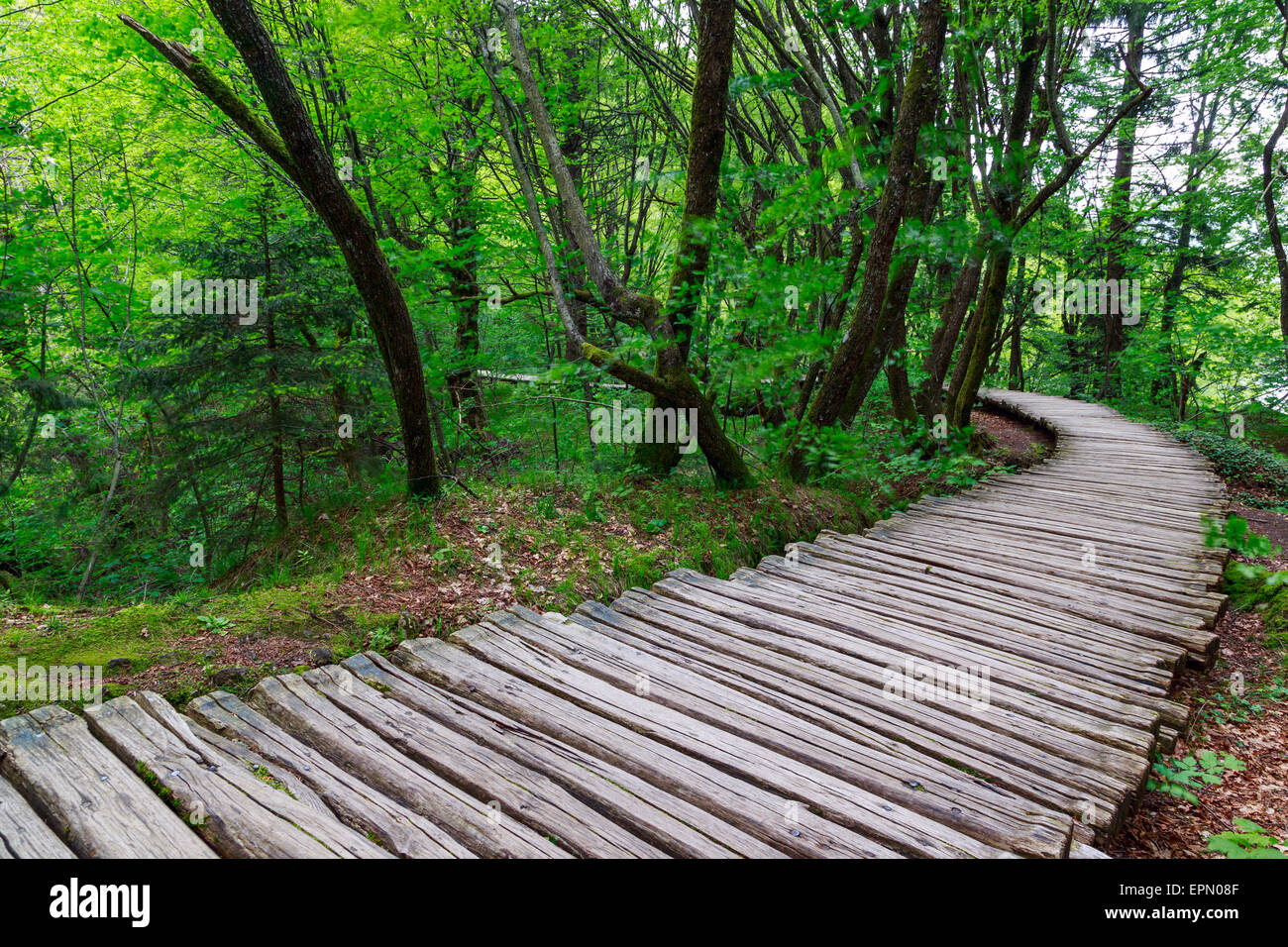 Estate percorso di foresta nel parco nazionale di Plitvice-Croazia Foto Stock