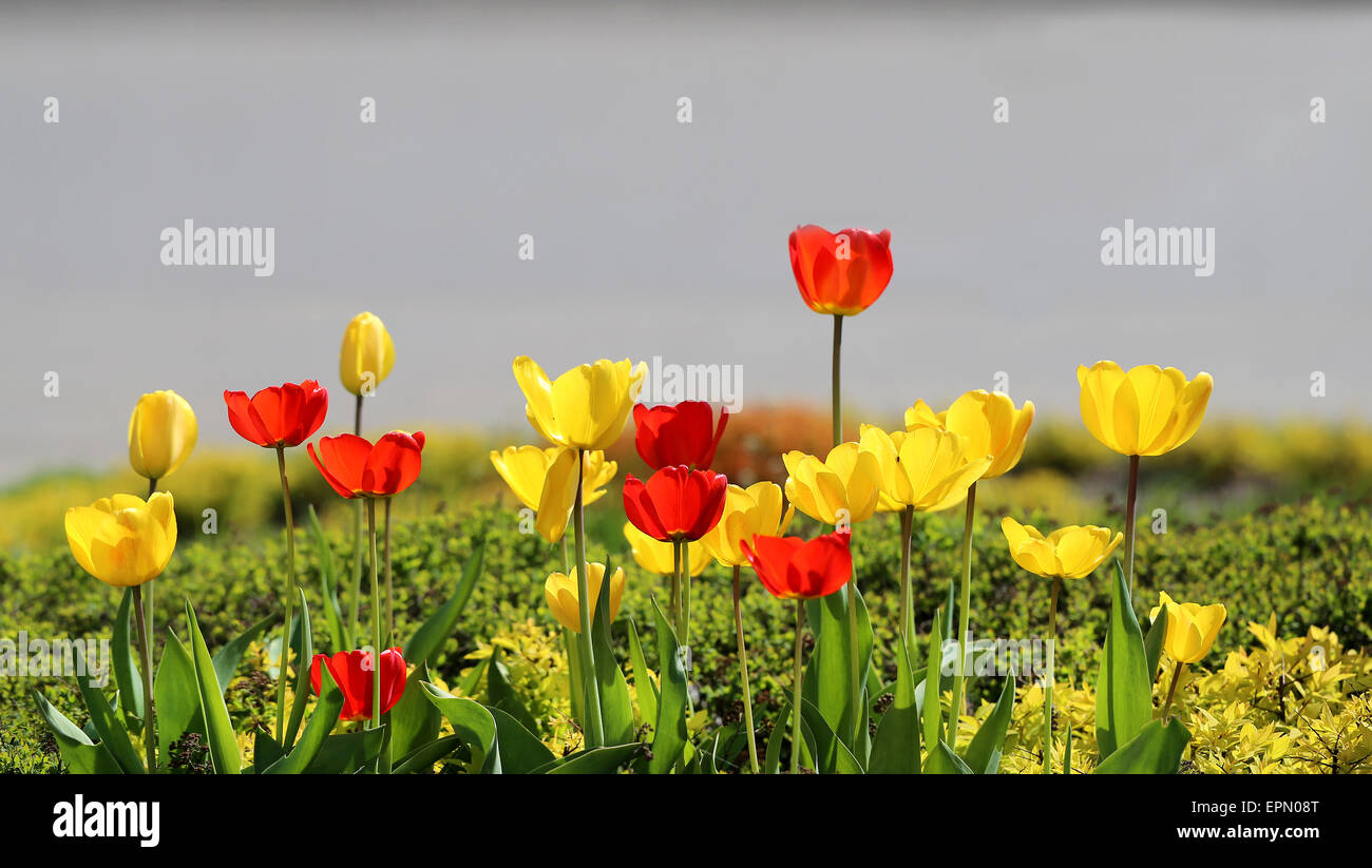 Immagine luminosa fioritura di tulipani nel sole di primavera accesa Foto Stock