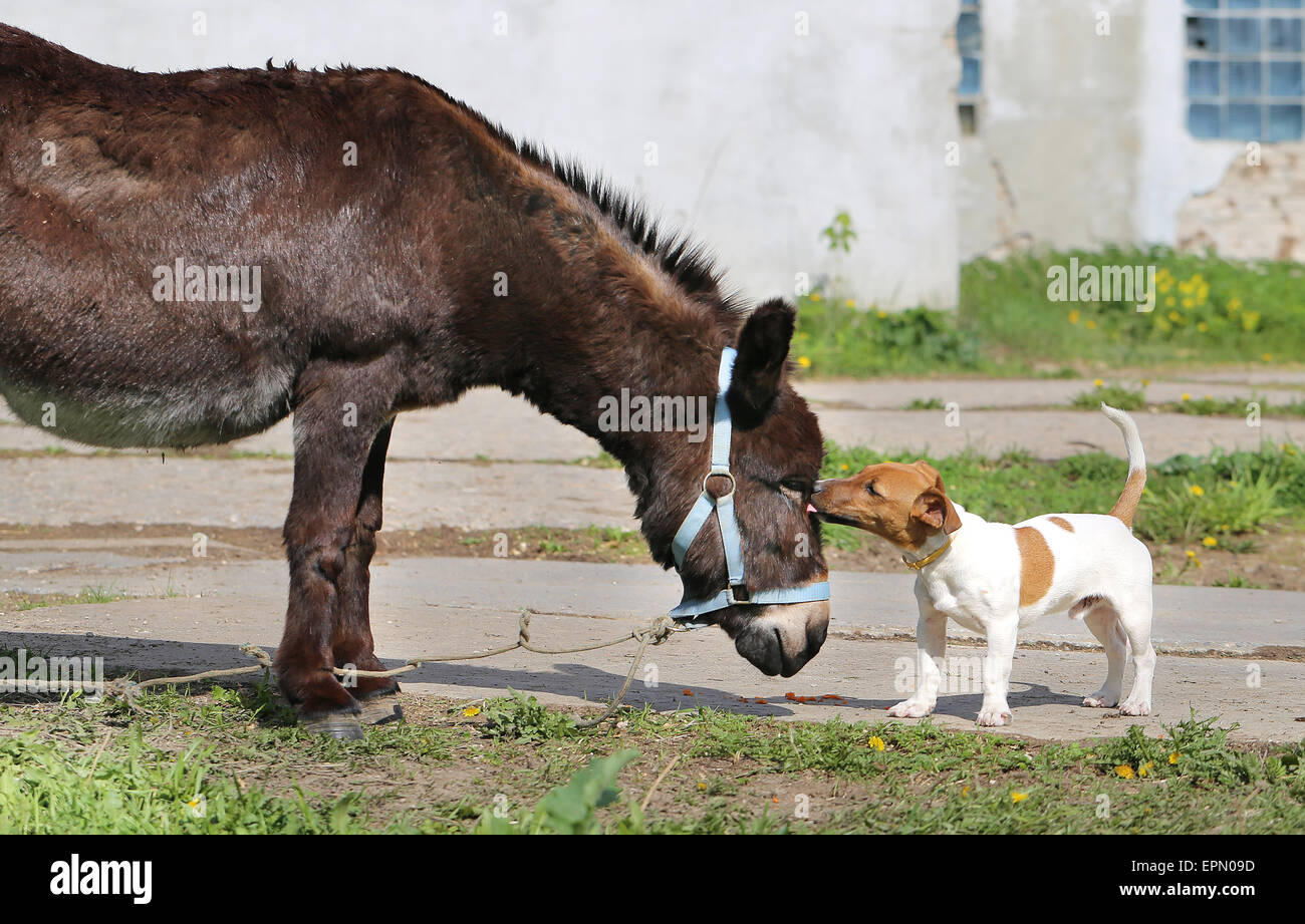 Immagine luminosa divertente asino e cane giorno soleggiato Foto Stock