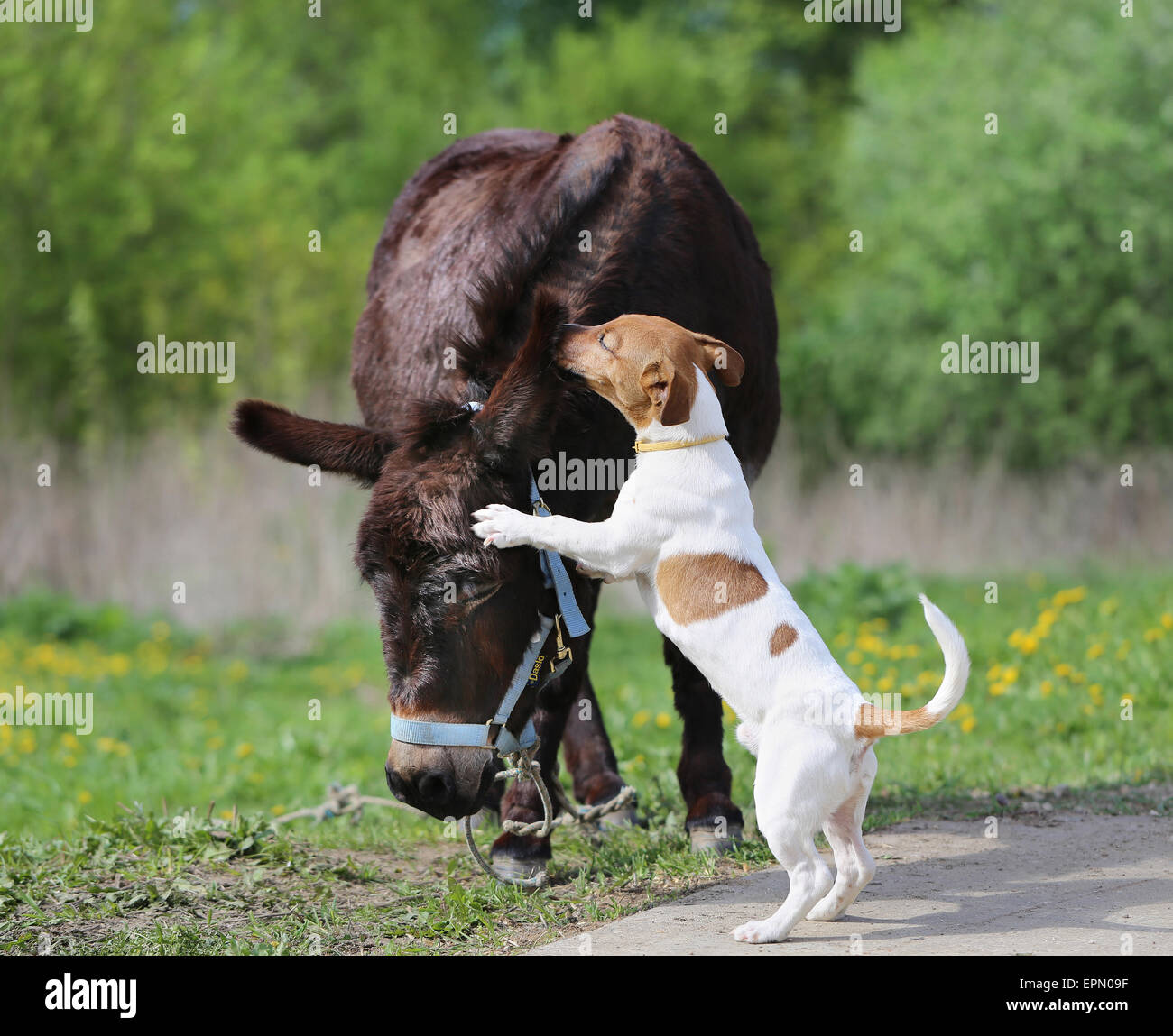 Immagine luminosa divertente asino e cane giorno soleggiato Foto Stock