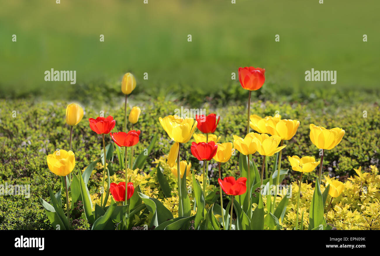 Immagine luminosa fioritura di tulipani nel sole di primavera accesa Foto Stock
