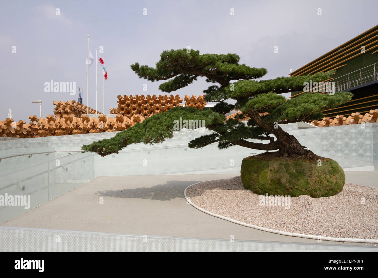 Milano, 5 maggio 2015. Un bonsai all'interno del padiglione Giapponese all'Expo 2015. Foto Stock