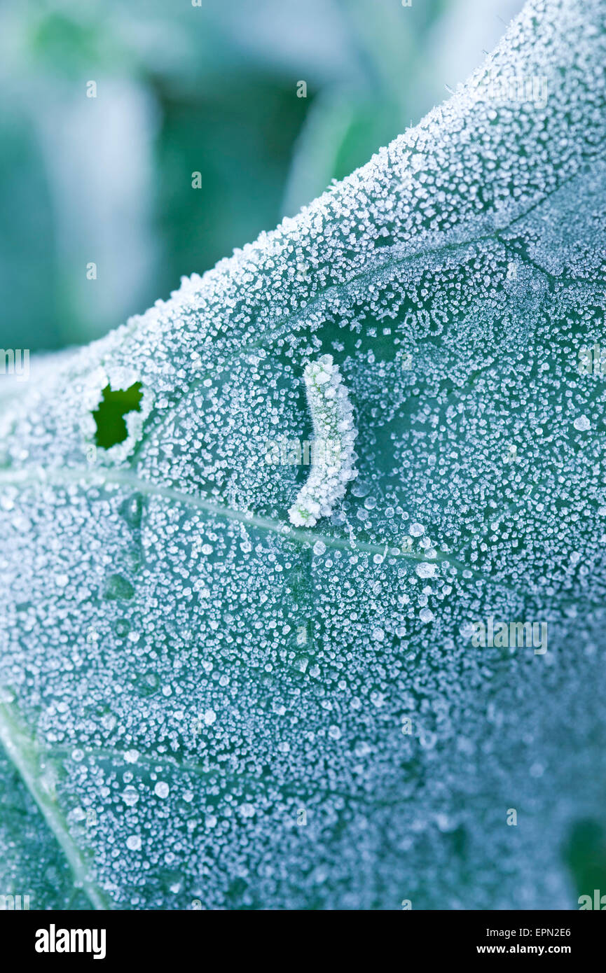 La brina su cavolo con caterpillar congelati Foto Stock