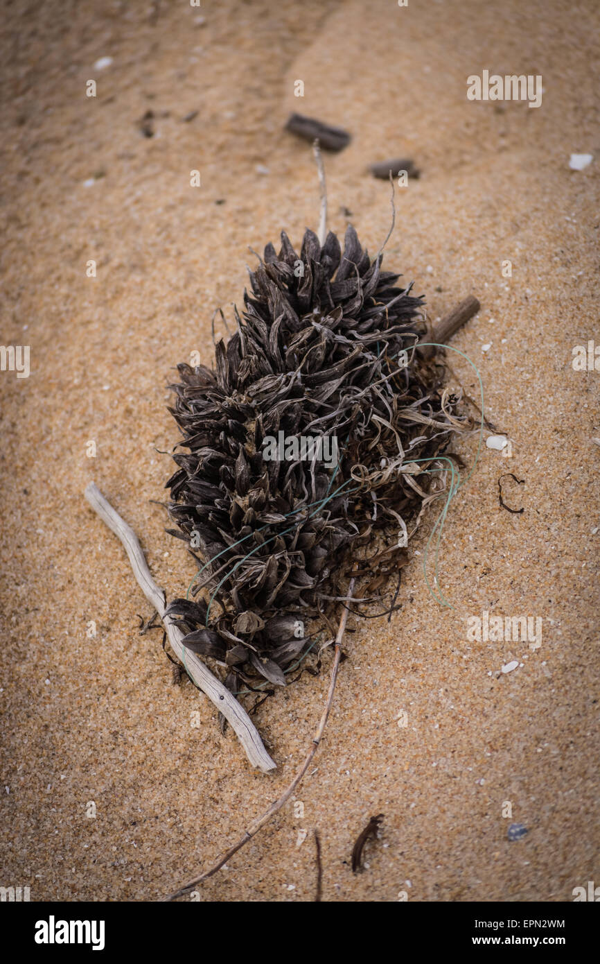 Cose che lavare fino sulla spiaggia di Kilkunda, Victoria, Australia Foto Stock