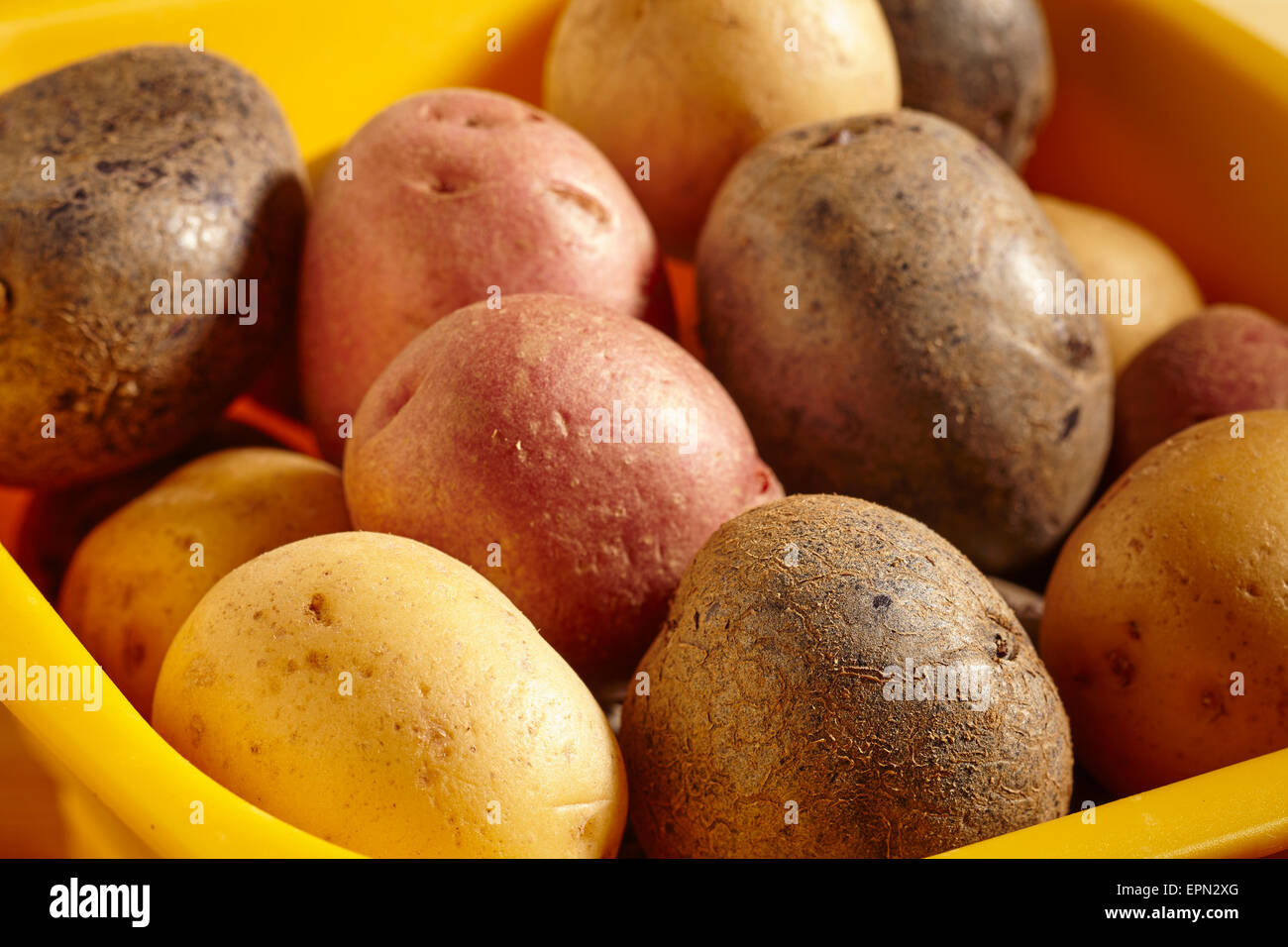 Baby assortiti di patate Foto Stock