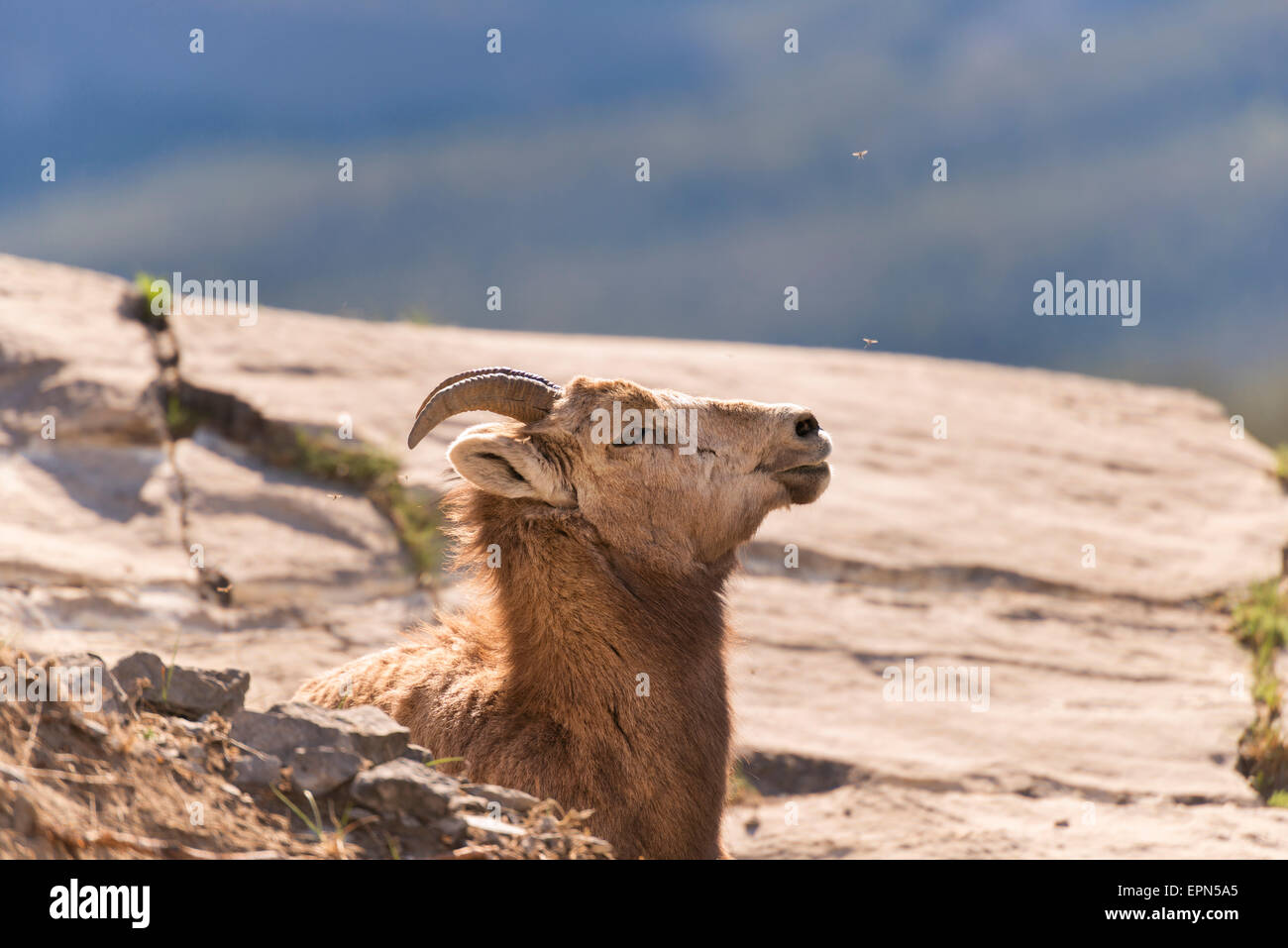 Femmina pecore bighorn Foto Stock