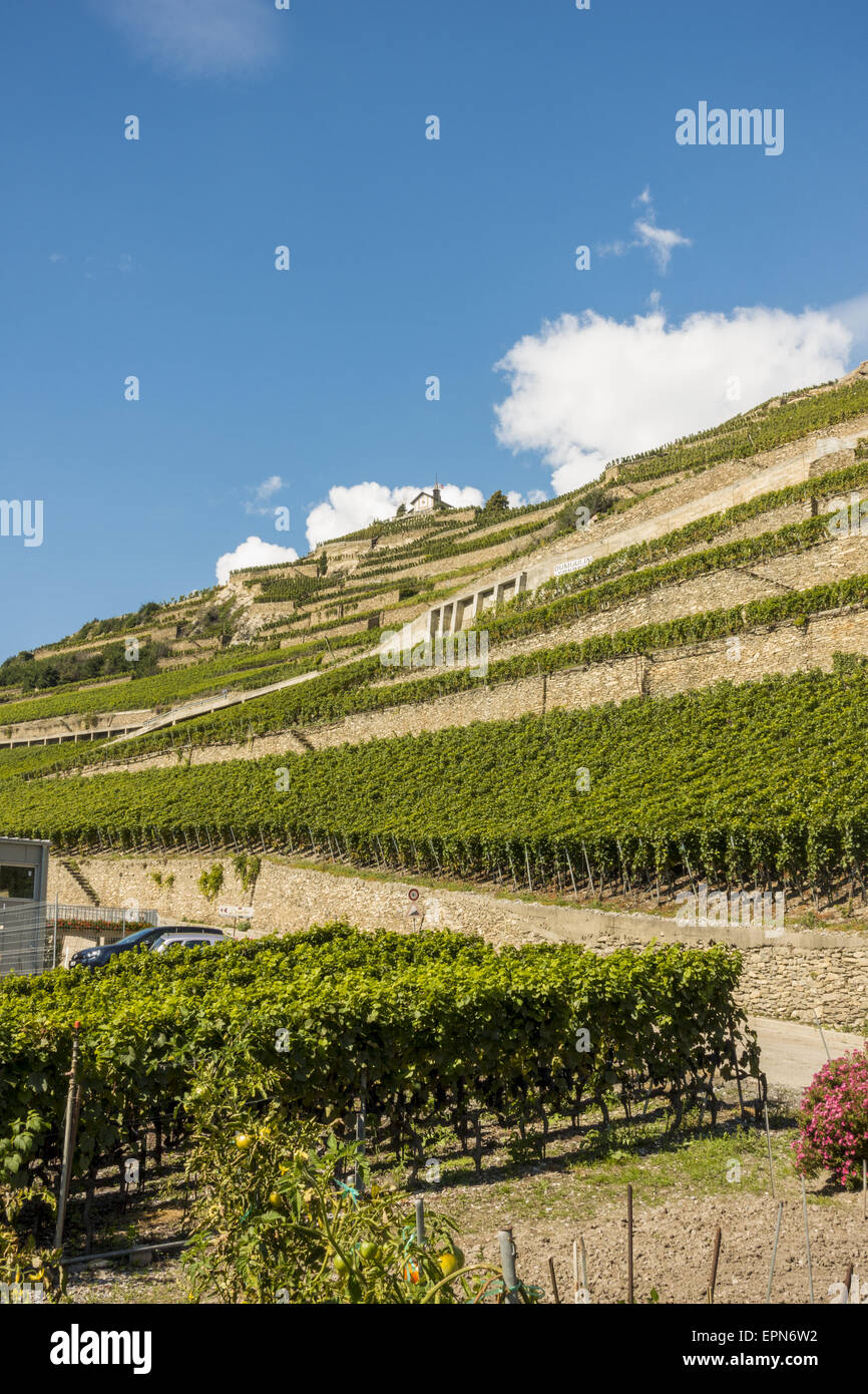 L Orpailleur, Frederic Dumoulin, wine estate, vigneti in Uvrier, Vallese, Svizzera, Uvrier Foto Stock