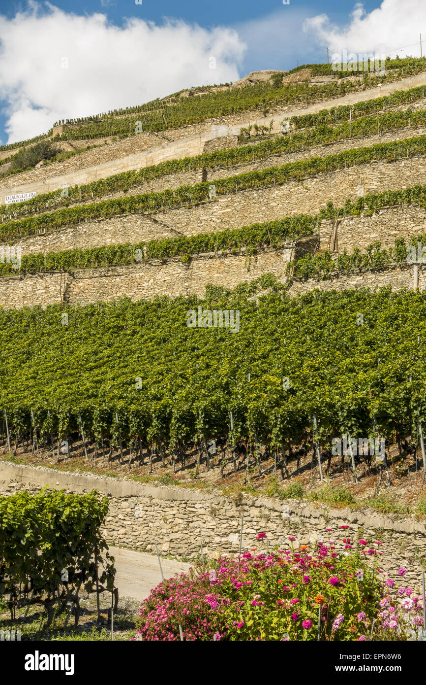 L Orpailleur, Frederic Dumoulin, wine estate, vigneti in Uvrier, Vallese, Svizzera, Uvrier Foto Stock
