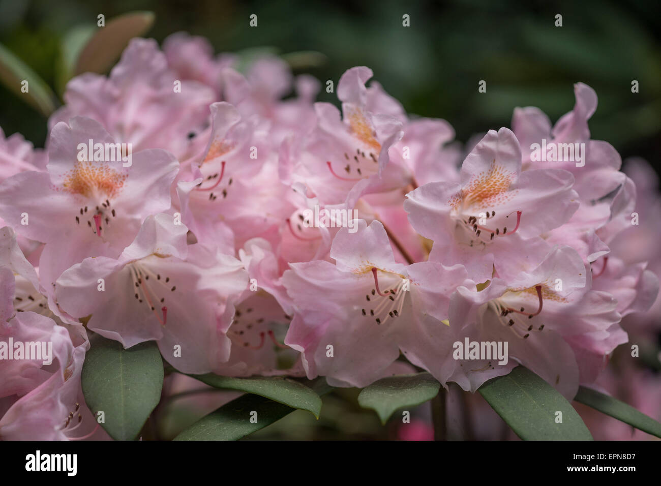 Rhododendron schivo rosa fiori ricchi Foto Stock