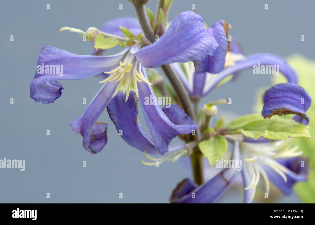 Clematis heracleifolia "Cassandra' Foto Stock