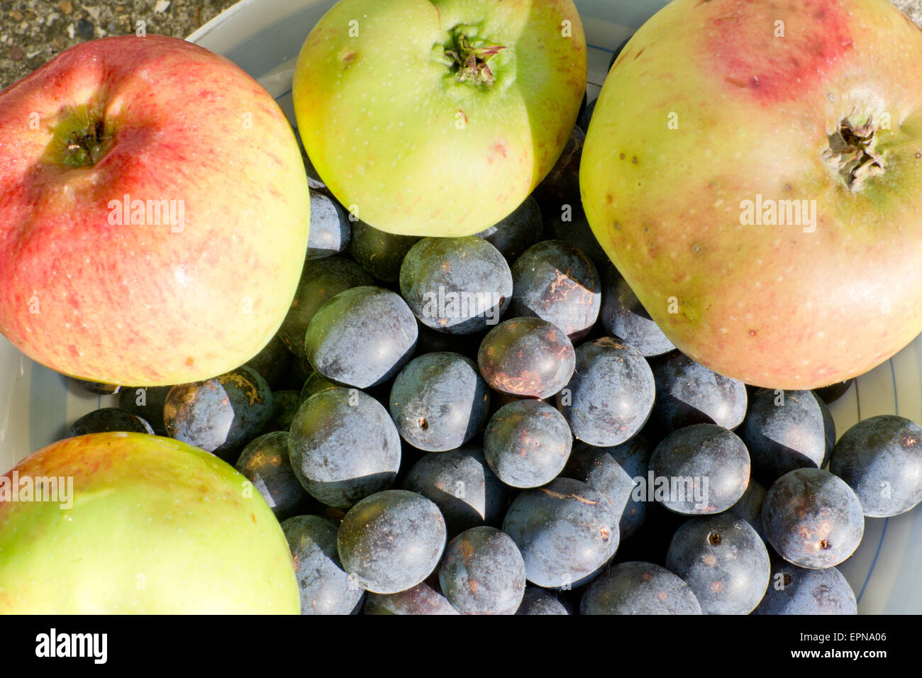 Prunus spinosa, prugnole e Bramley cucinare le mele in una ciotola Foto Stock