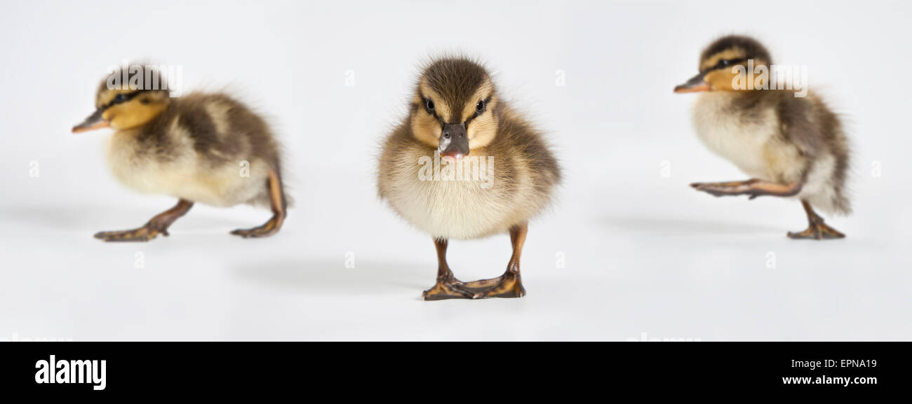 Il germano reale (Anas platyrhynchos), tre pulcini, due rivolto verso sinistra, quello rivolto in avanti, captive, sfondo bianco Foto Stock