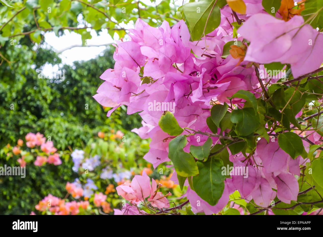 Il Bougainvillea spectabilis, Rio de Janeiro, Brasile, Rio de Janeiro Foto Stock