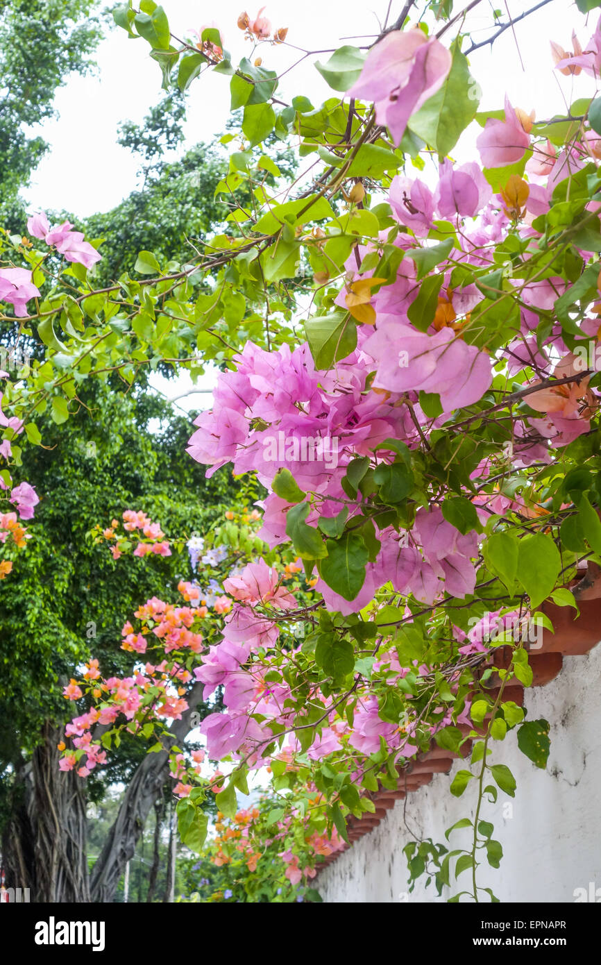 Il Bougainvillea spectabilis, Rio de Janeiro, Brasile, Rio de Janeiro Foto Stock