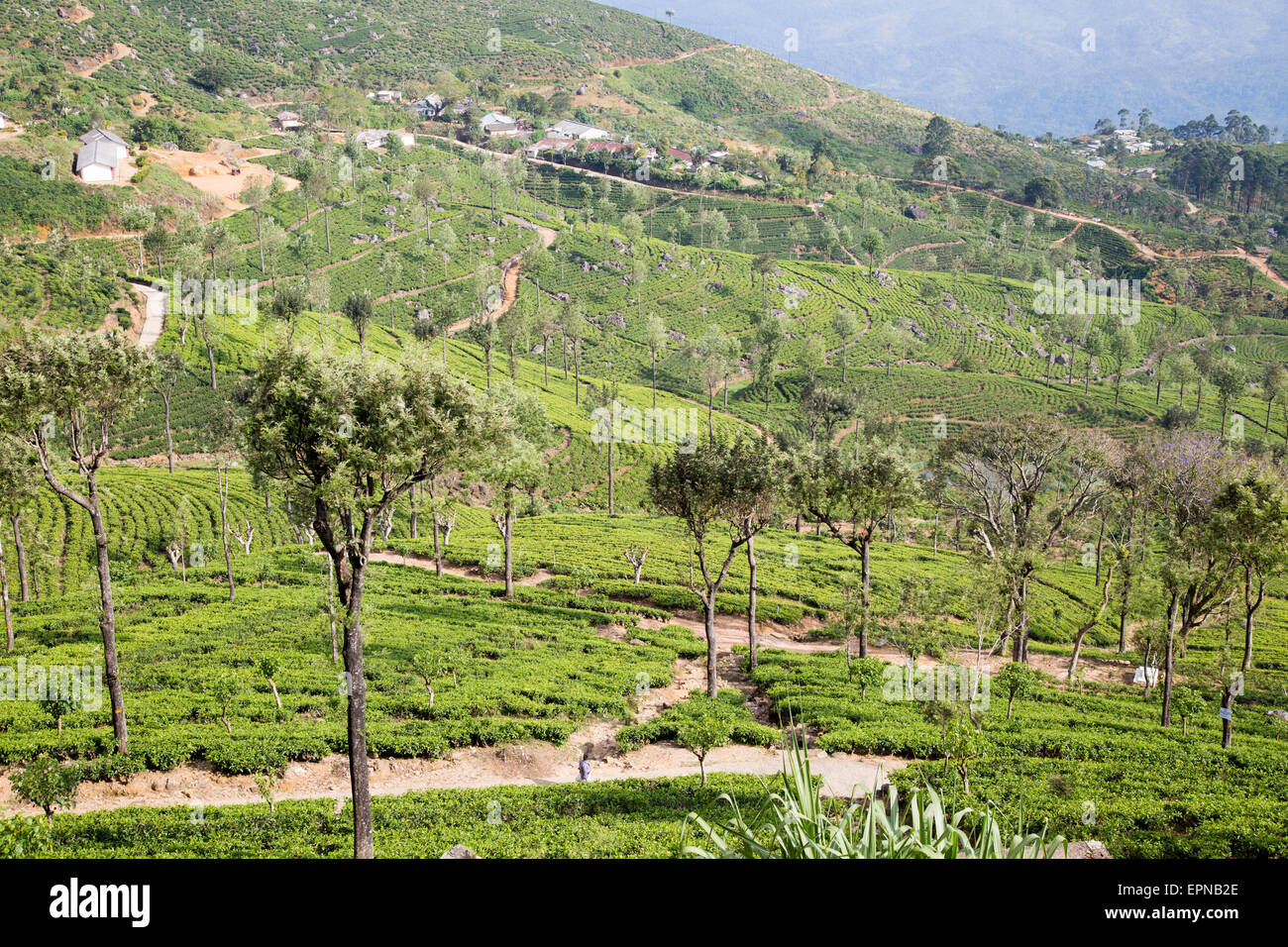 Vista sulla piantagione di tè piantagione, Haputale, Badulla District, provincia di Uva, Sri Lanka, Asia Foto Stock