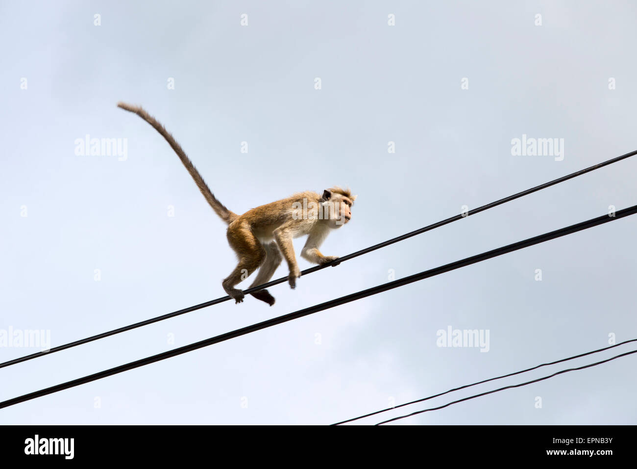 Toque macaque (Macaca sinica) scimmia, Haputale, Badulla District, provincia di Uva, Sri Lanka, Asia Foto Stock