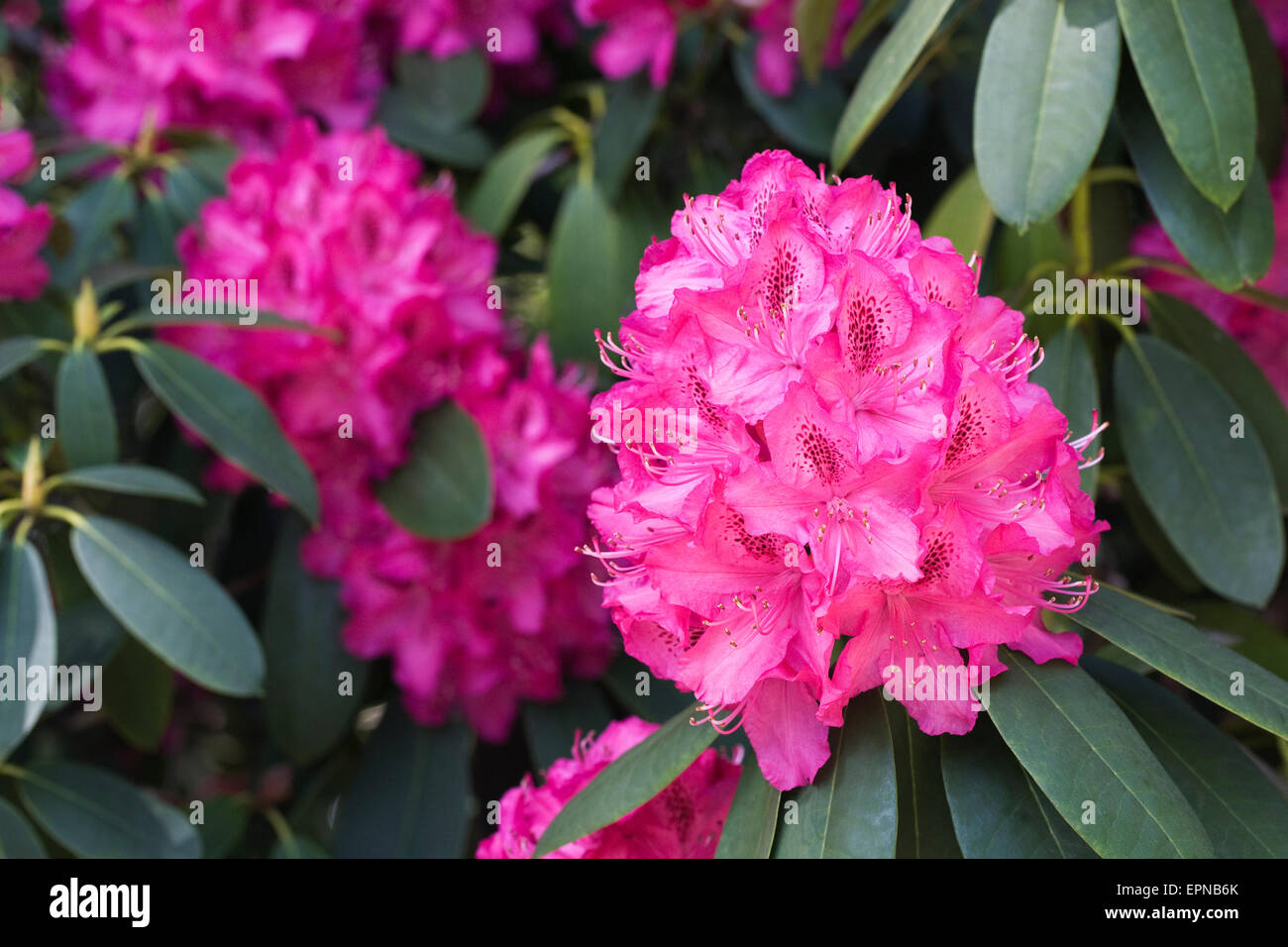 Grande rosa magenta rododendro. Foto Stock