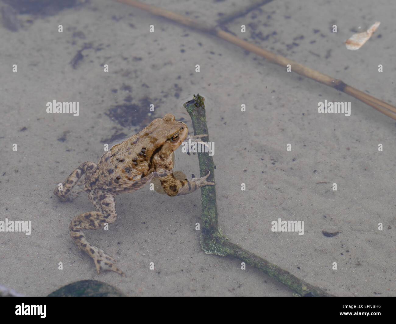 Udienza al rospo bruno in acqua Foto Stock