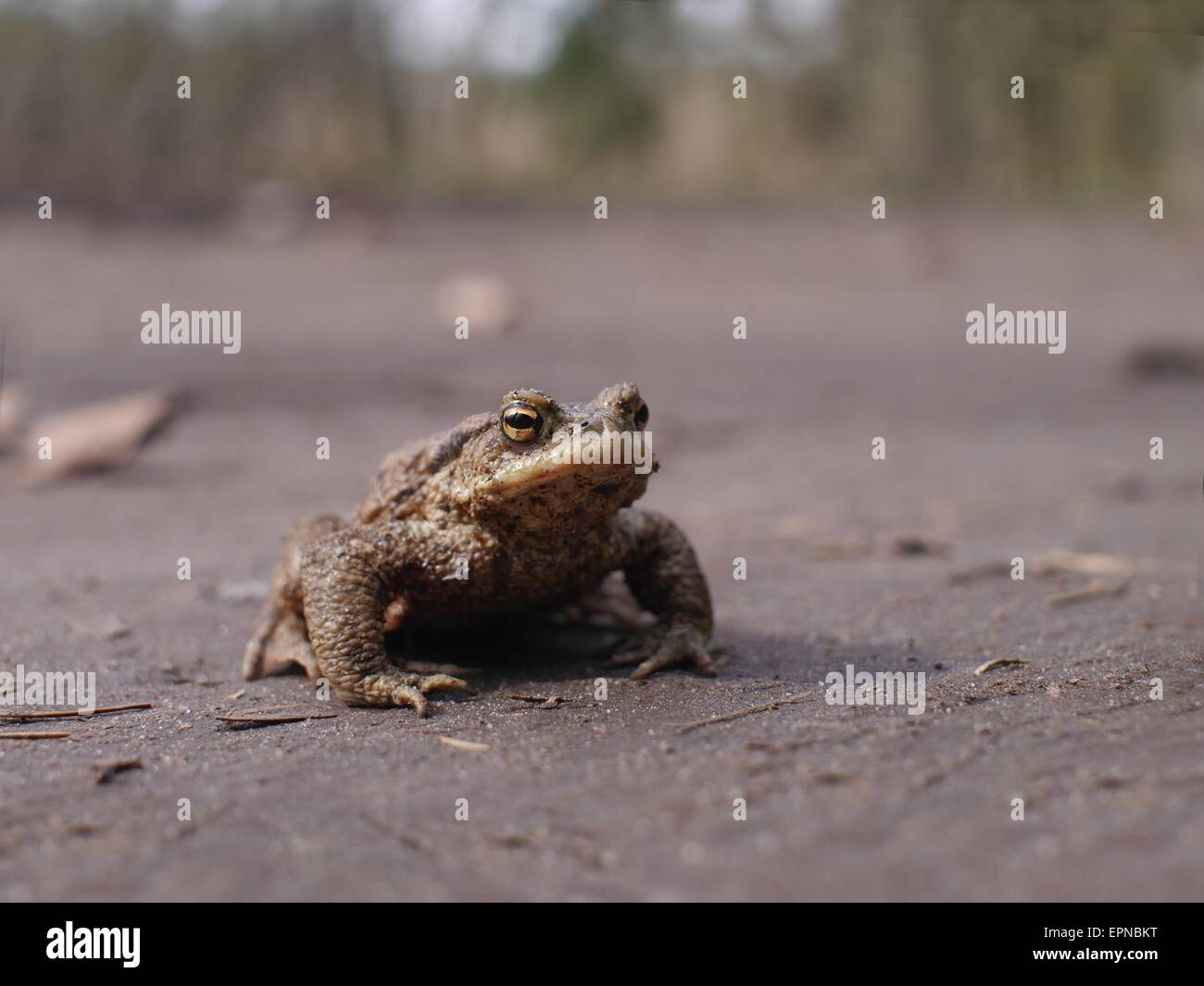 Udienza al rospo bruno su alberi sullo sfondo Foto Stock