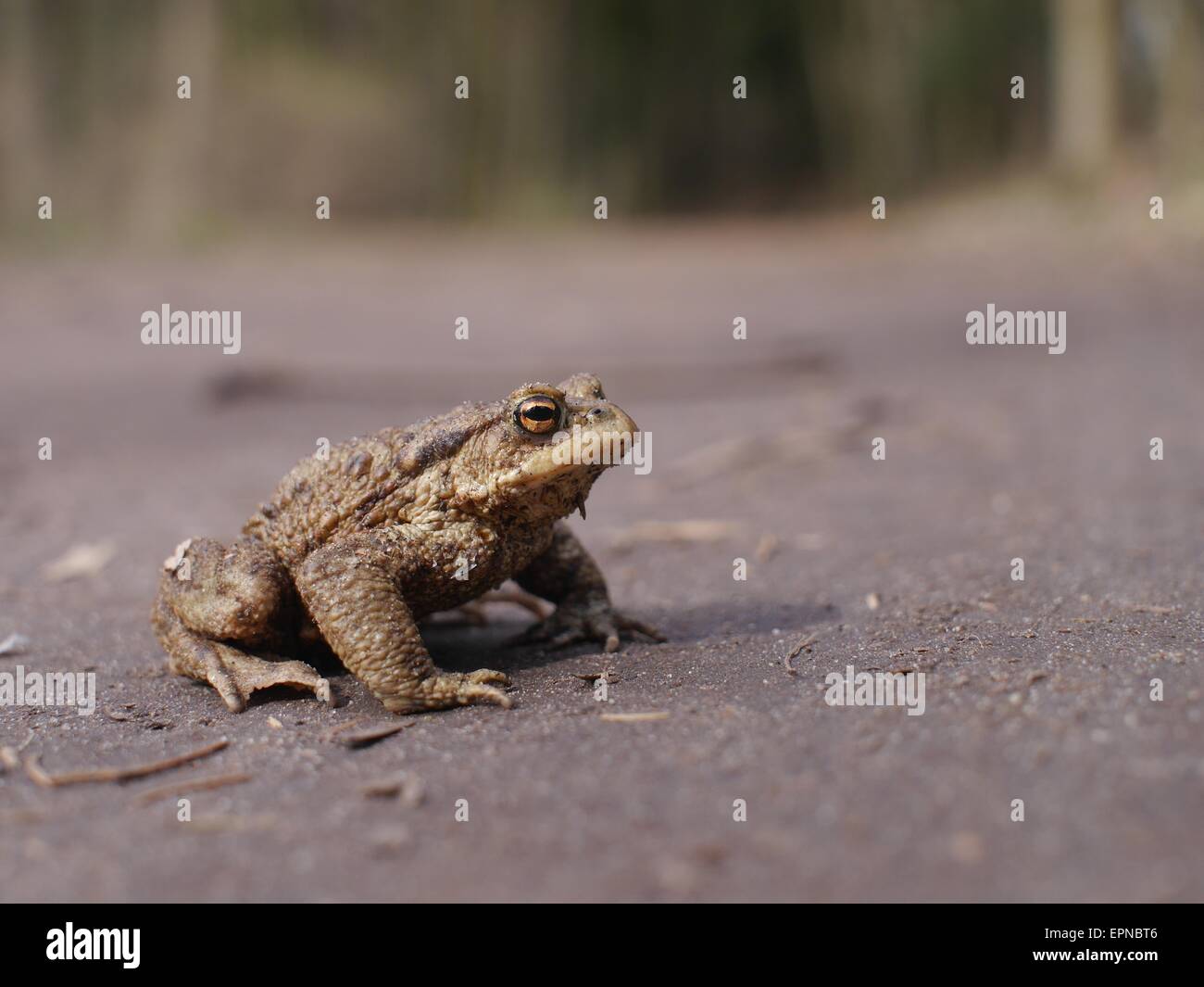 Udienza al rospo bruno su alberi sullo sfondo Foto Stock