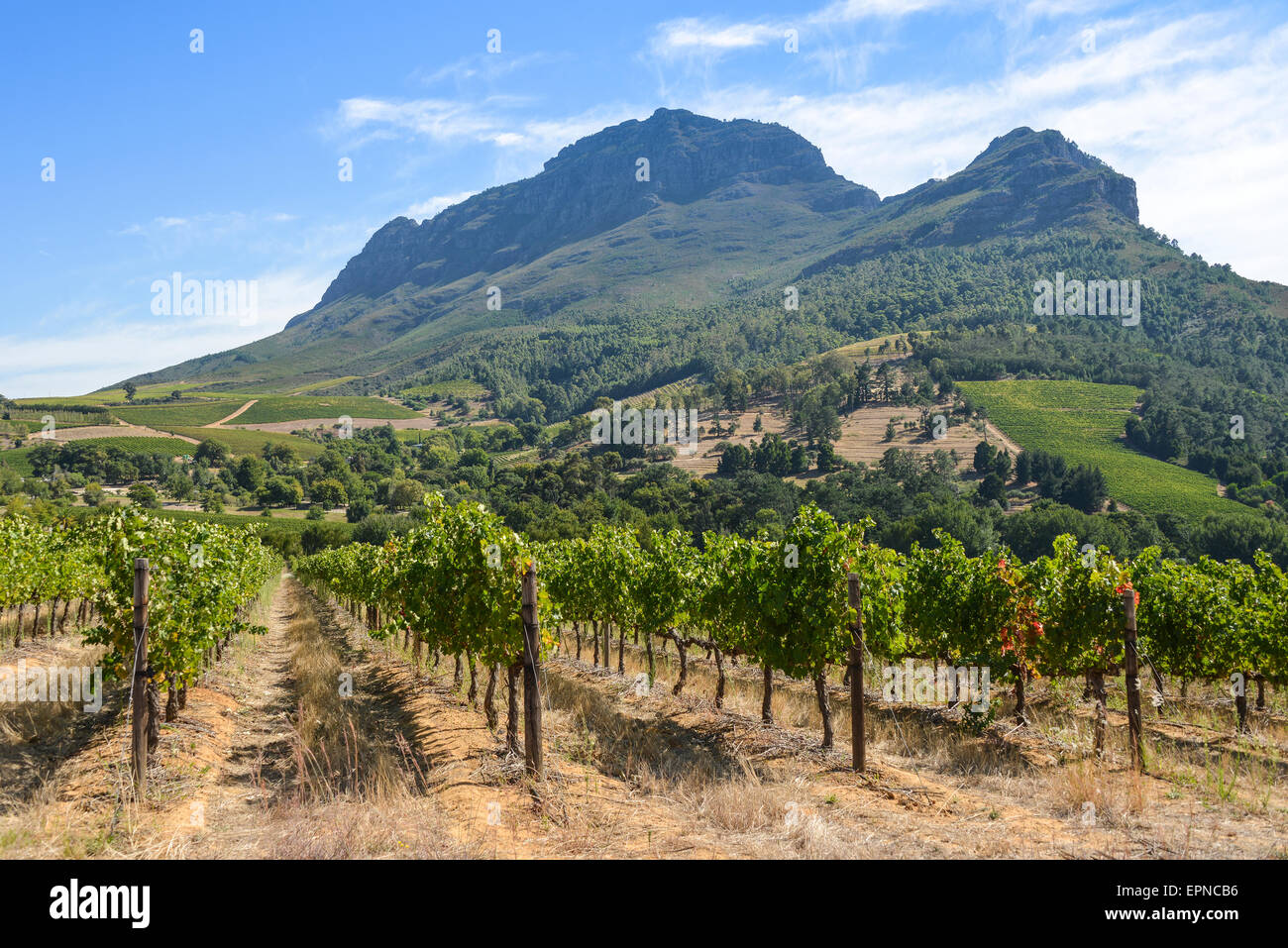 Vigneto in Stellenbosch, Cape Winelands Distretto, Provincia del Capo occidentale, Repubblica del Sud Africa Foto Stock
