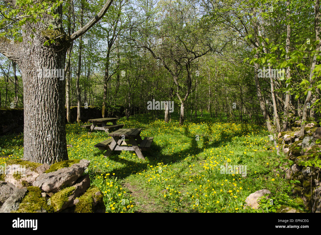 Area di sosta nel verde e giallo a primavera in Svezia Foto Stock