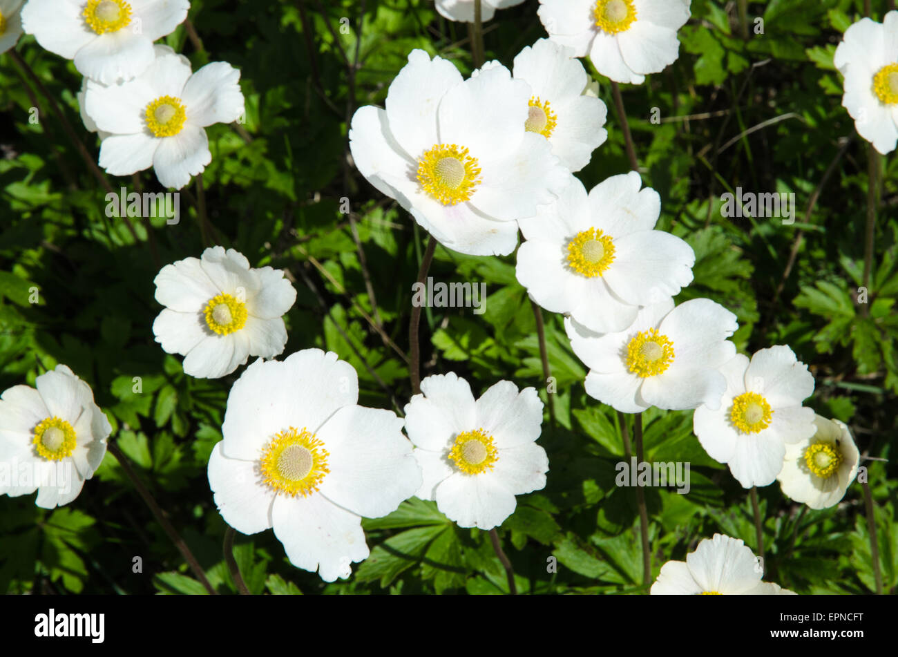 Close up di colore bianco lucido snowdrop anemoni Foto Stock