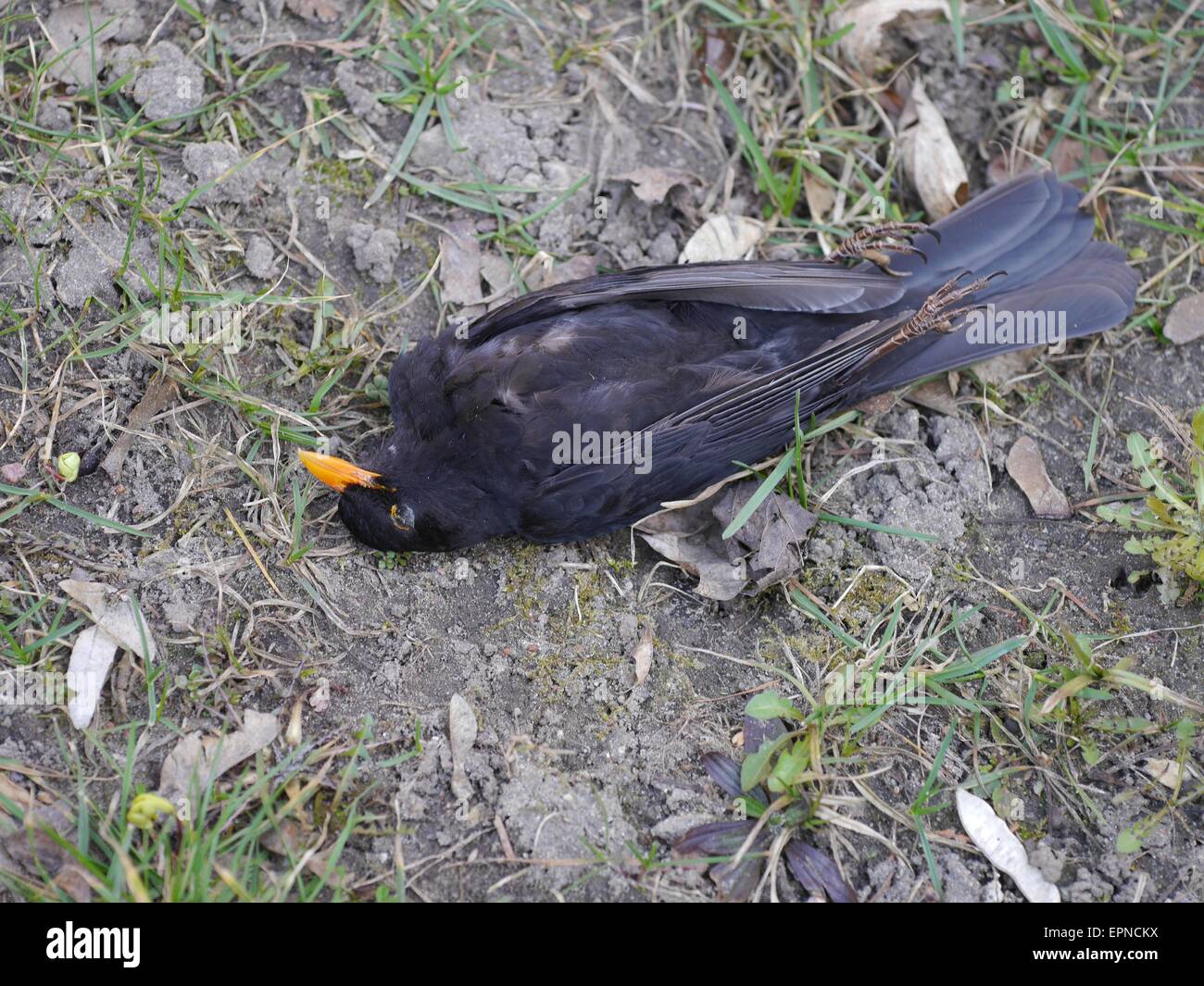 Dead black bird sull'erba Foto Stock