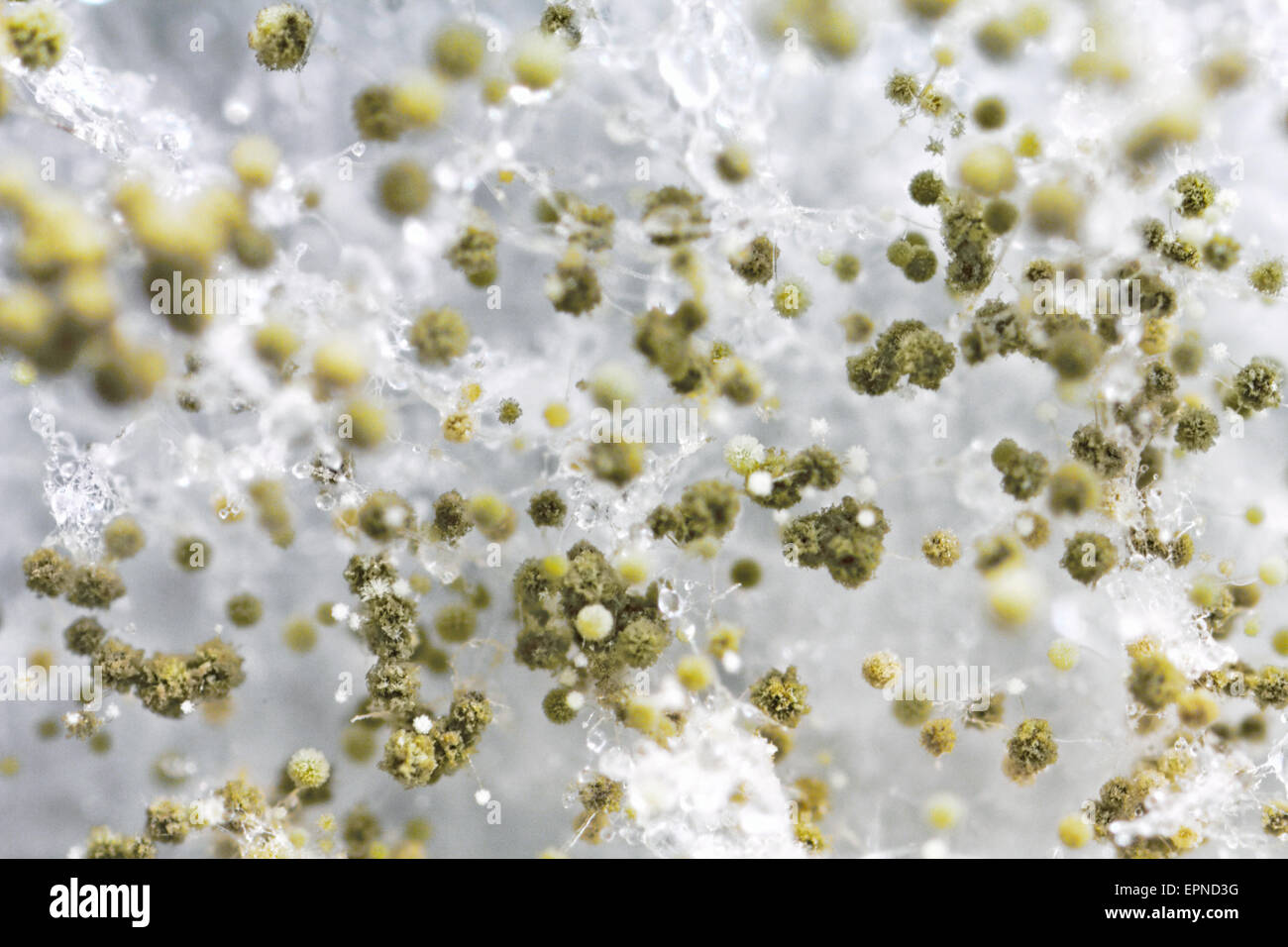 Macro shot di stampo fuzzy Foto Stock