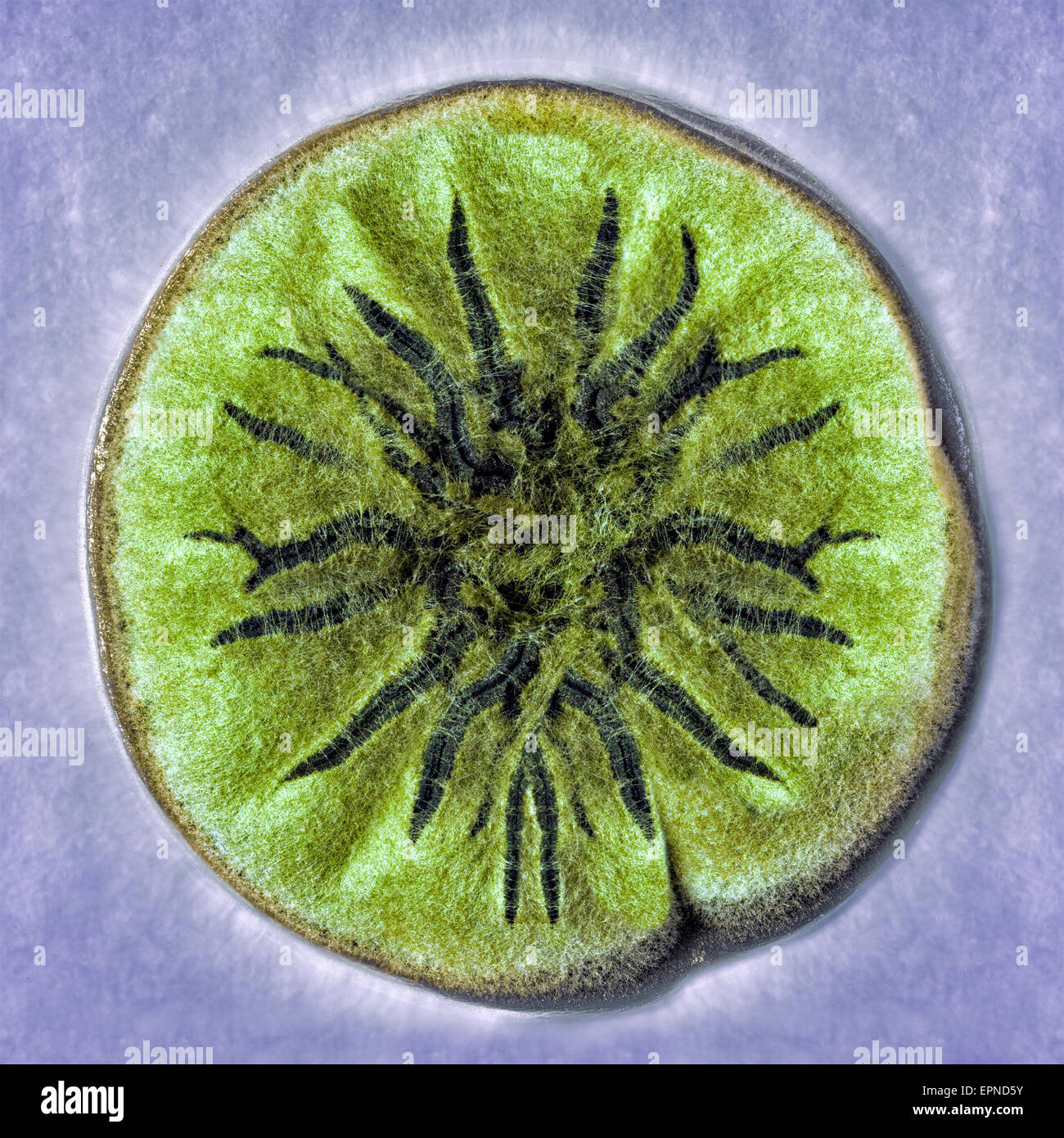 Macro shot di stampo fuzzy Foto Stock