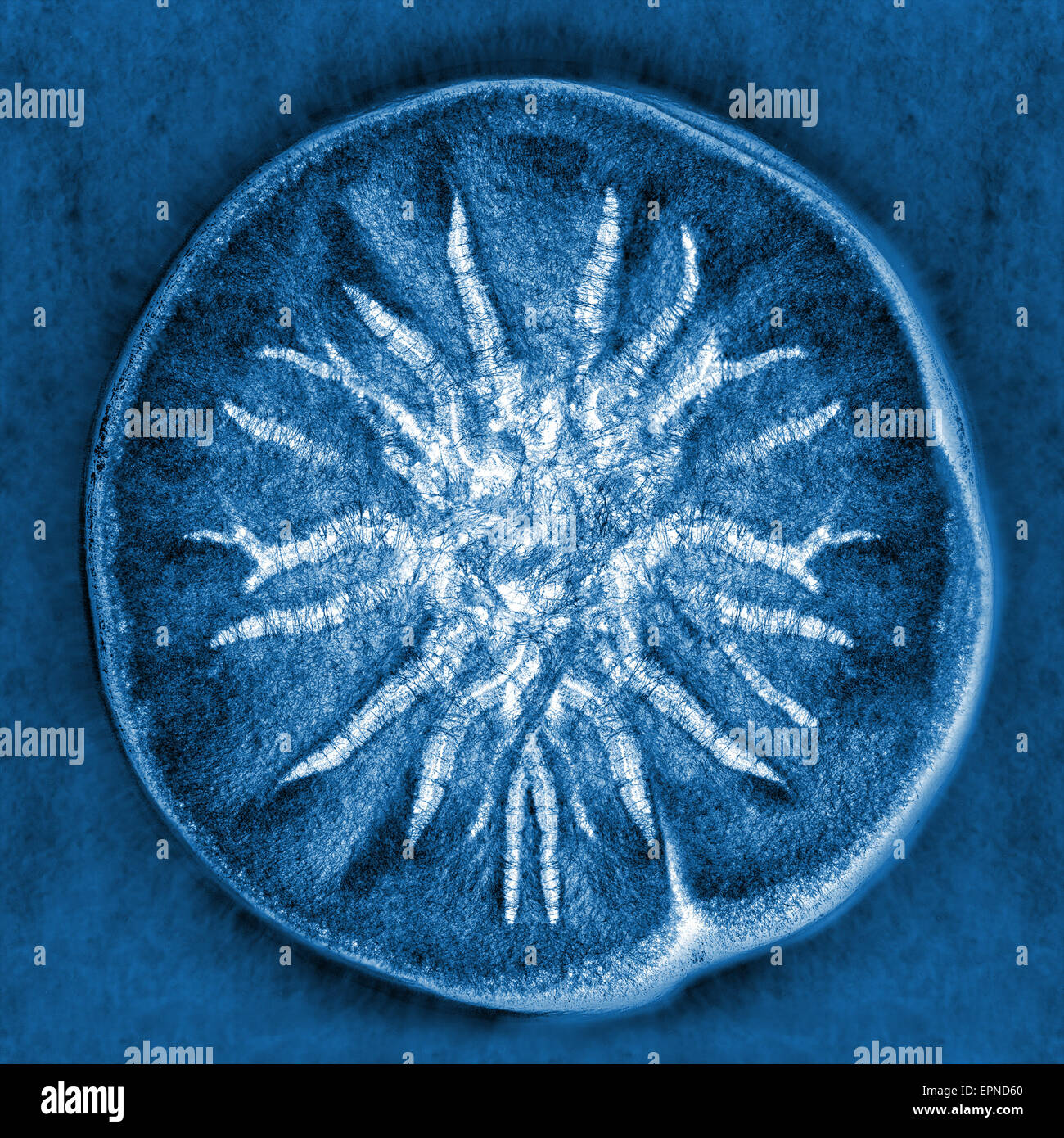 Macro X-ray shot di stampo fuzzy Foto Stock