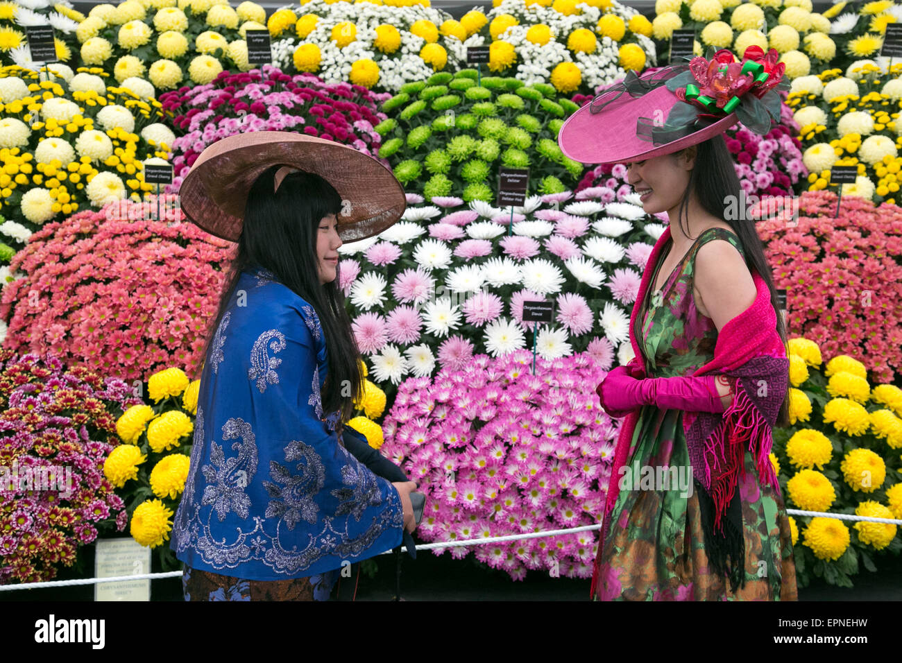Splendidi colori e blumi compresi Auriculas ,Crisantemi e rose della RHS Chelsea Flower Show 2015 Foto Stock