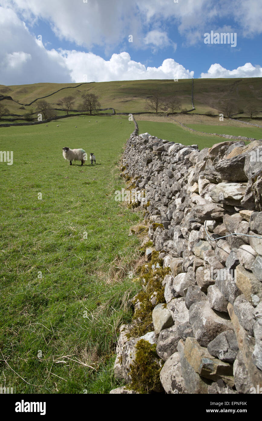 Dales modo, Yorkshire, Inghilterra. Molla di pittoresca vista di pecore e agnelli pascolano sulla Dales Modo lunga distanza sentiero. Foto Stock